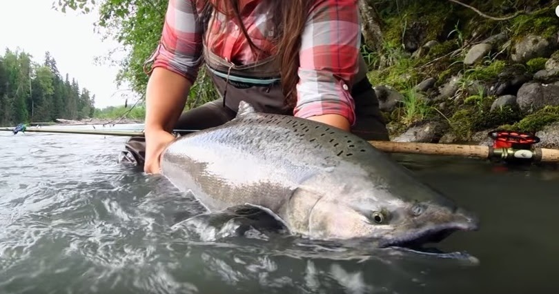 Stolen Rights – The End of Chinook Salmon Fishing for non aboriginal Canadians. Stolen Rights – The End of Chinook Salmon Fishing for non aboriginal Canadians.